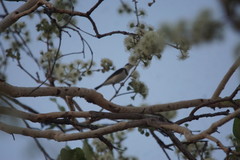 Cissomela pectoralis