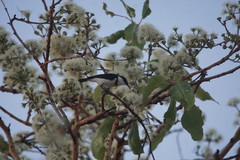 Cissomela pectoralis