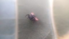 Gasteracantha mediofusca