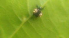 Gasteracantha mediofusca