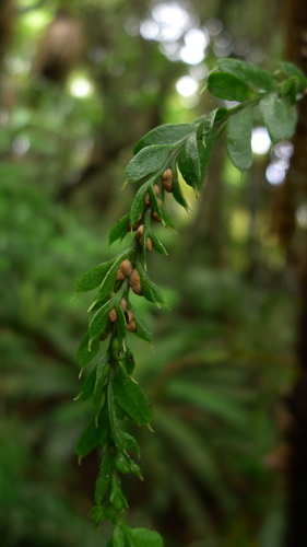 Banks Peninsula fork fern (Tmesipteris horomaka)