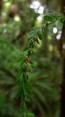 Tmesipteris horomaka