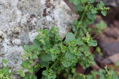 Chenopodium robertianum