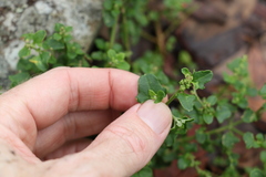 Chenopodium robertianum