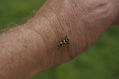 Chlorophorus curtisi