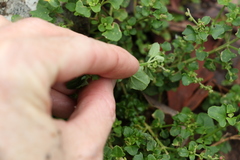 Chenopodium robertianum