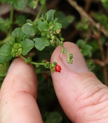 Chenopodium robertianum