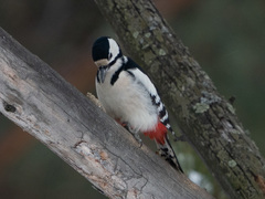 Dendrocopos major