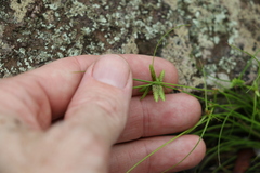 Cyperus gracilis