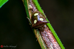 Paracritheus trimaculatus