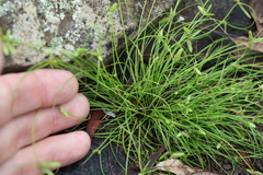 Cyperus gracilis