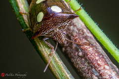 Paracritheus trimaculatus
