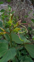 Bauhinia deserti