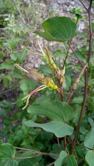 Bauhinia deserti