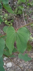 Bauhinia deserti