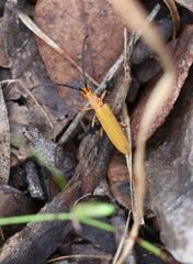 Stenoderus