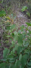Bauhinia deserti