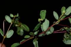 Euphorbia erythroclada