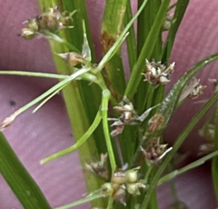 Rhynchospora contracta