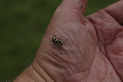 Chlorophorus curtisi