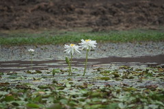 Nymphaea carpentariae