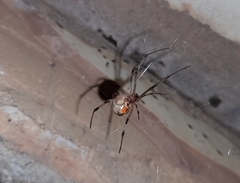 Latrodectus geometricus