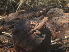 Ctenophorus caudicinctus