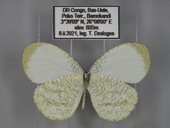 Leptosia hybrida somereni