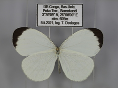 Leptosia hybrida somereni