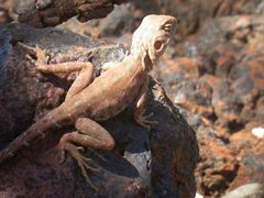 Ctenophorus caudicinctus