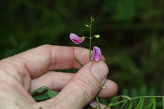 Tephrosia rufula