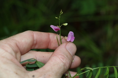 Tephrosia rufula