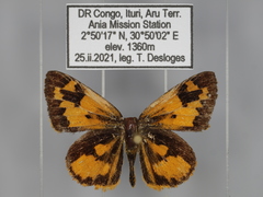 Pardaleodes incerta incerta