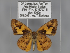 Pardaleodes incerta incerta