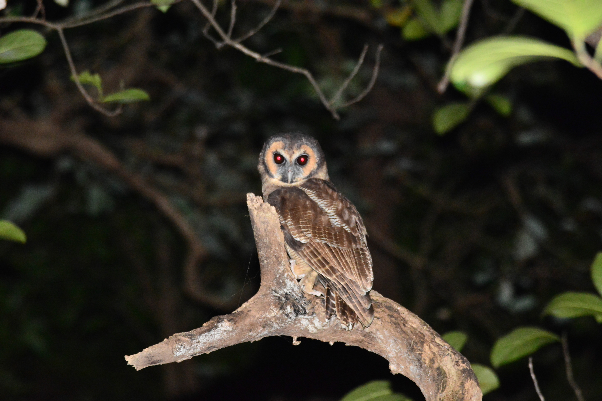 Brown Wood Owl
