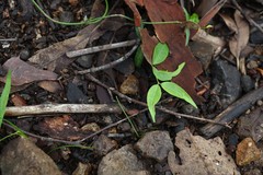 Secamone elliptica