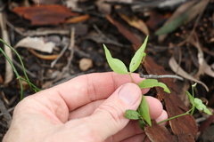 Secamone elliptica