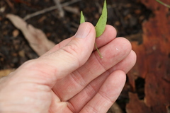 Secamone elliptica