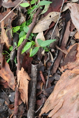 Secamone elliptica