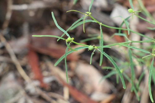 Image of Euphorbia tannensis by (c) Greg Tasney, some rights reserved (CC BY-SA)