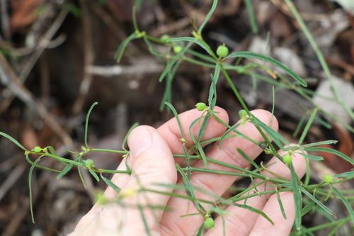 Image of Euphorbia tannensis by (c) Greg Tasney, some rights reserved (CC BY-SA)