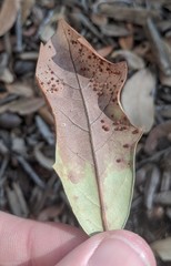 Neuroterus saltatorius texanus