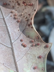 Neuroterus saltatorius texanus