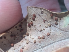 Neuroterus saltatorius texanus