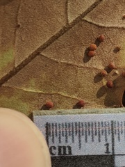 Neuroterus saltatorius texanus