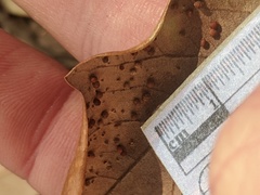 Neuroterus saltatorius texanus