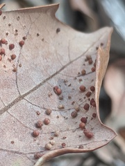 Neuroterus saltatorius texanus