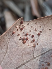 Neuroterus saltatorius texanus