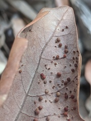 Neuroterus saltatorius texanus