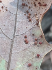 Neuroterus saltatorius texanus